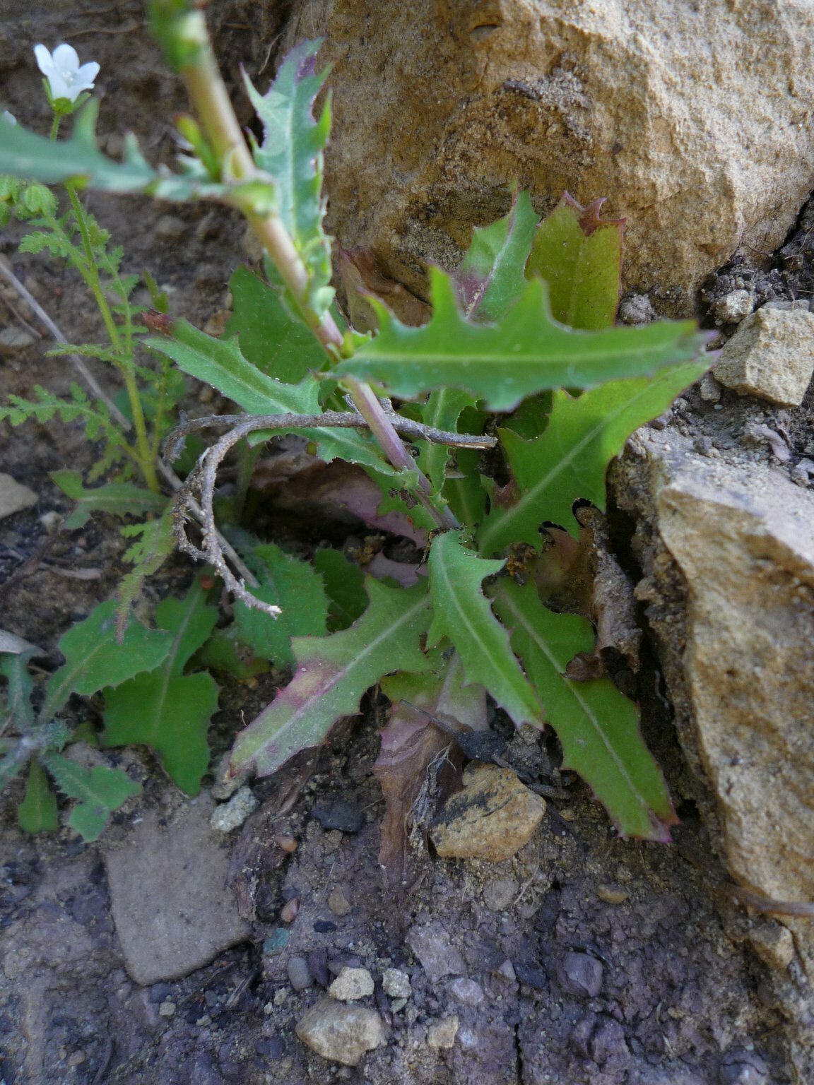 High Resolution Uropappus lindleyi Leaf